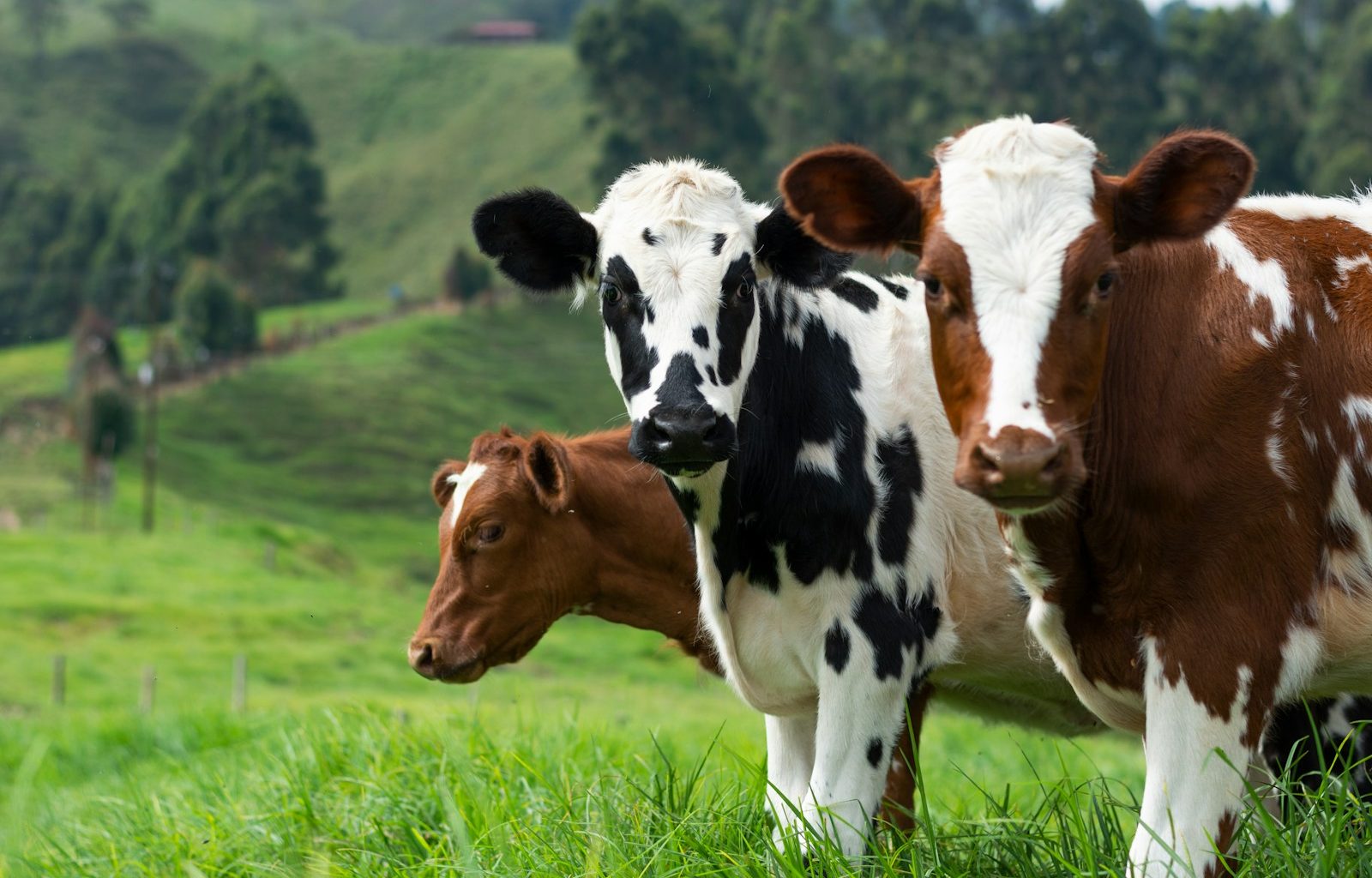 brown and white cow on green grass field during daytime