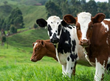 brown and white cow on green grass field during daytime