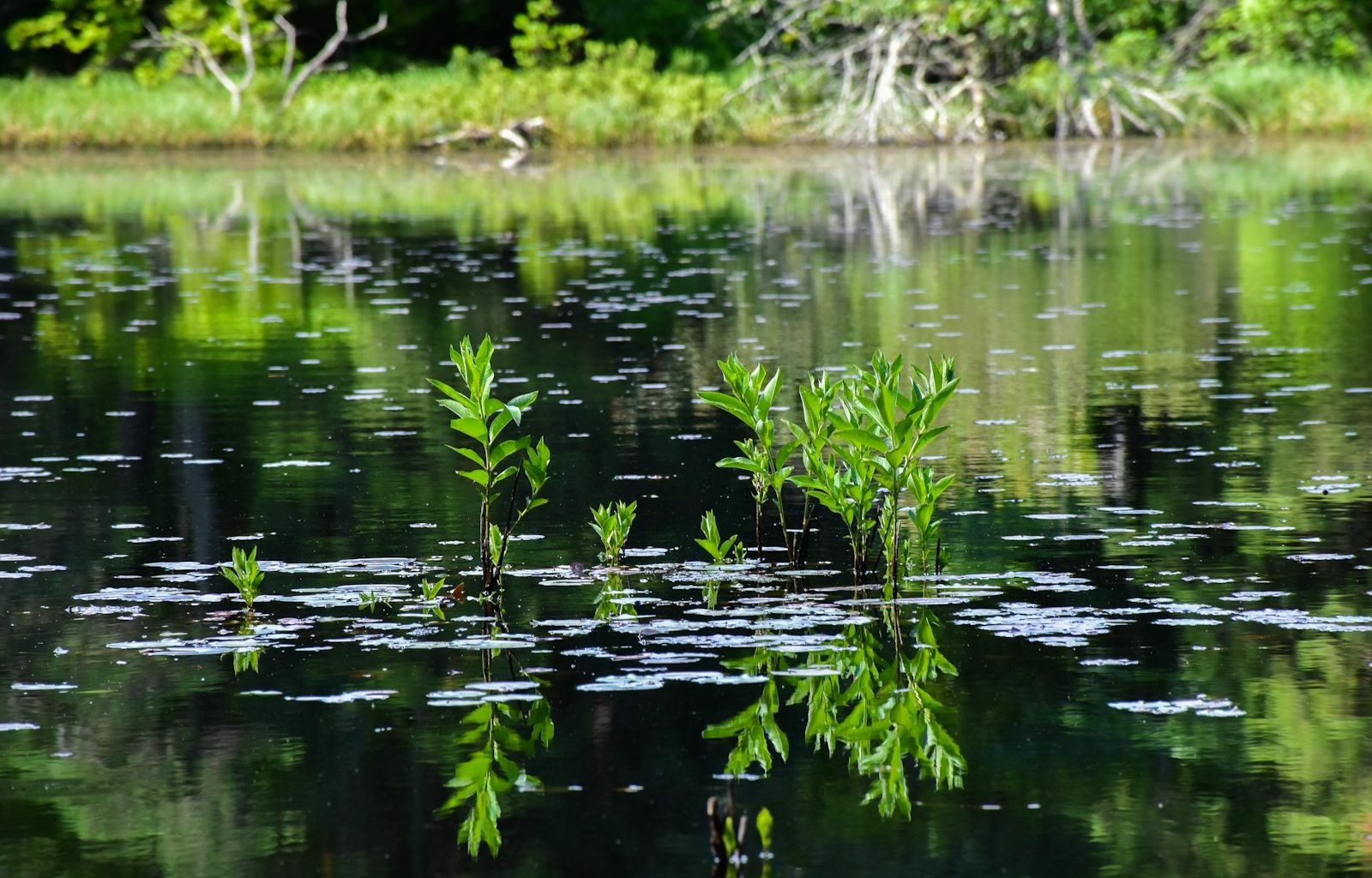 green water lilies on lake during daytime