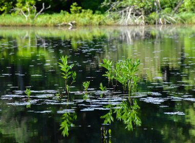 green water lilies on lake during daytime