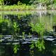 green water lilies on lake during daytime