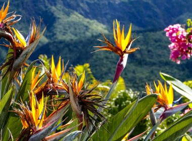 yellow and green plant during daytime