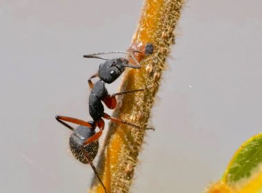 black ant on white surface