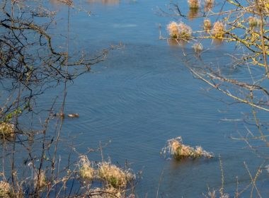a body of water surrounded by trees and grass