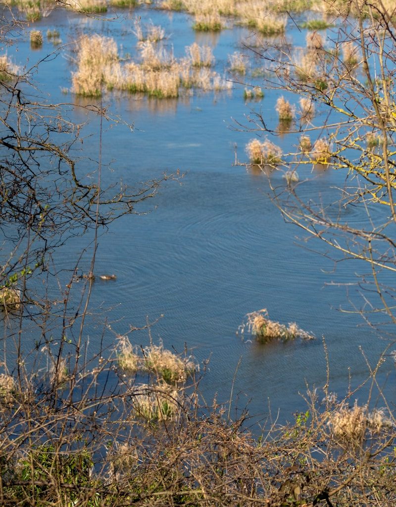 a body of water surrounded by trees and grass