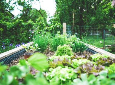 green plants on black metal train rail during daytime