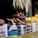 a basket of fruit