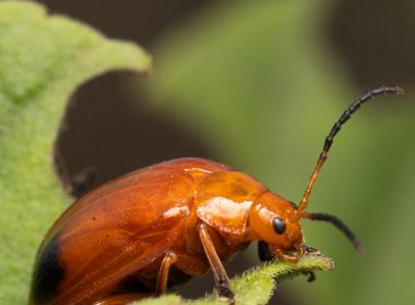 a close up of a bug on a leaf