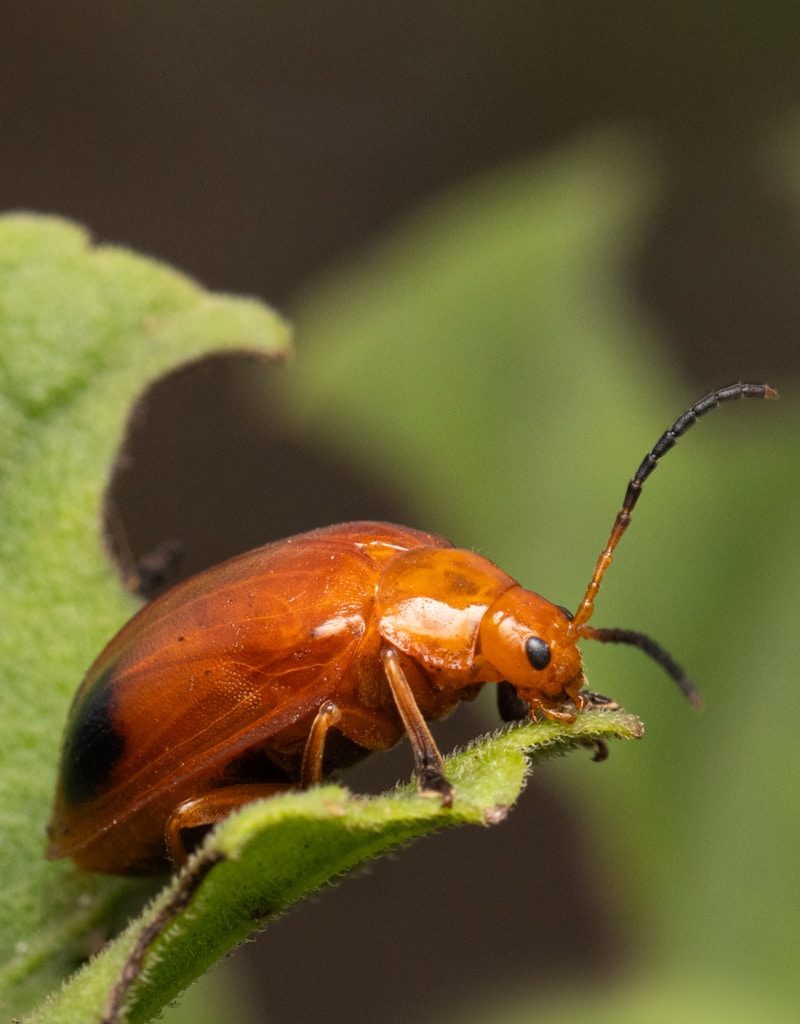 a close up of a bug on a leaf