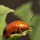 a close up of a bug on a leaf
