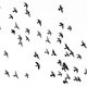 low angle photography of flock of silhouette of bird illustration