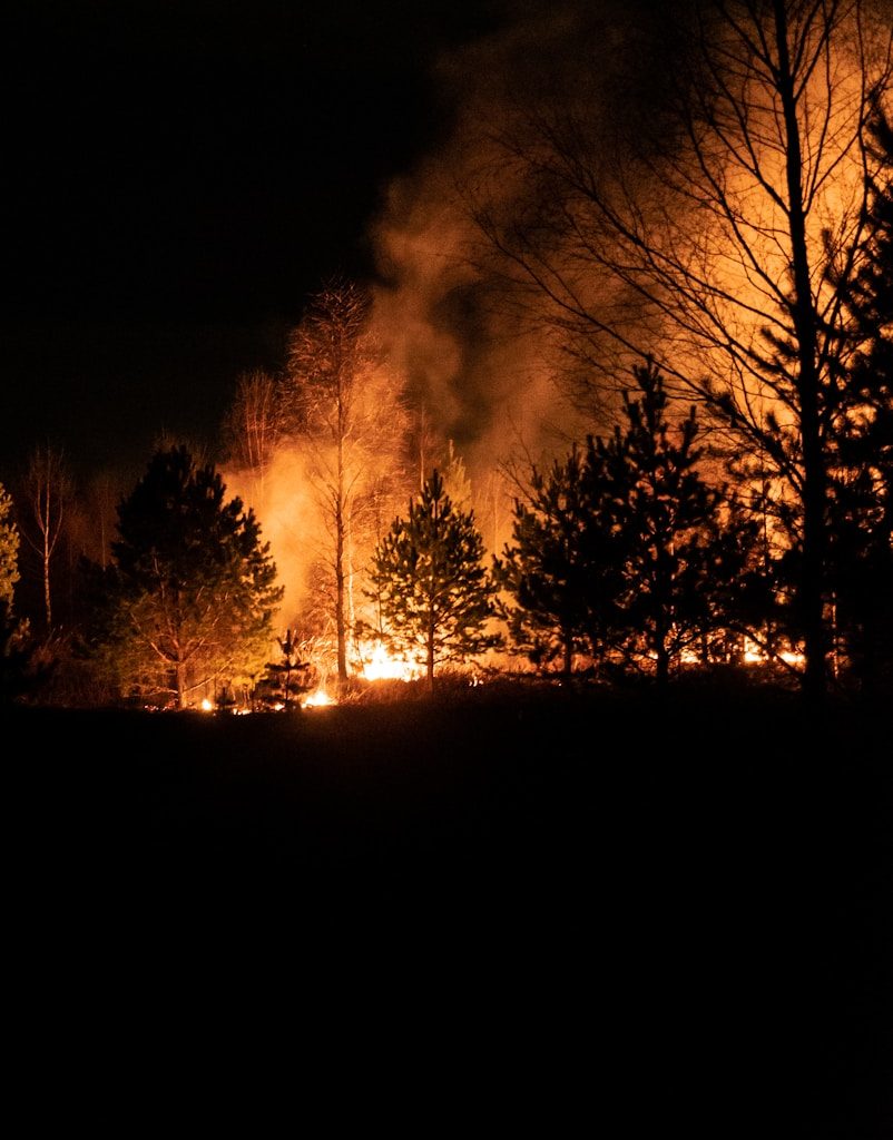 silhouette of trees during night time