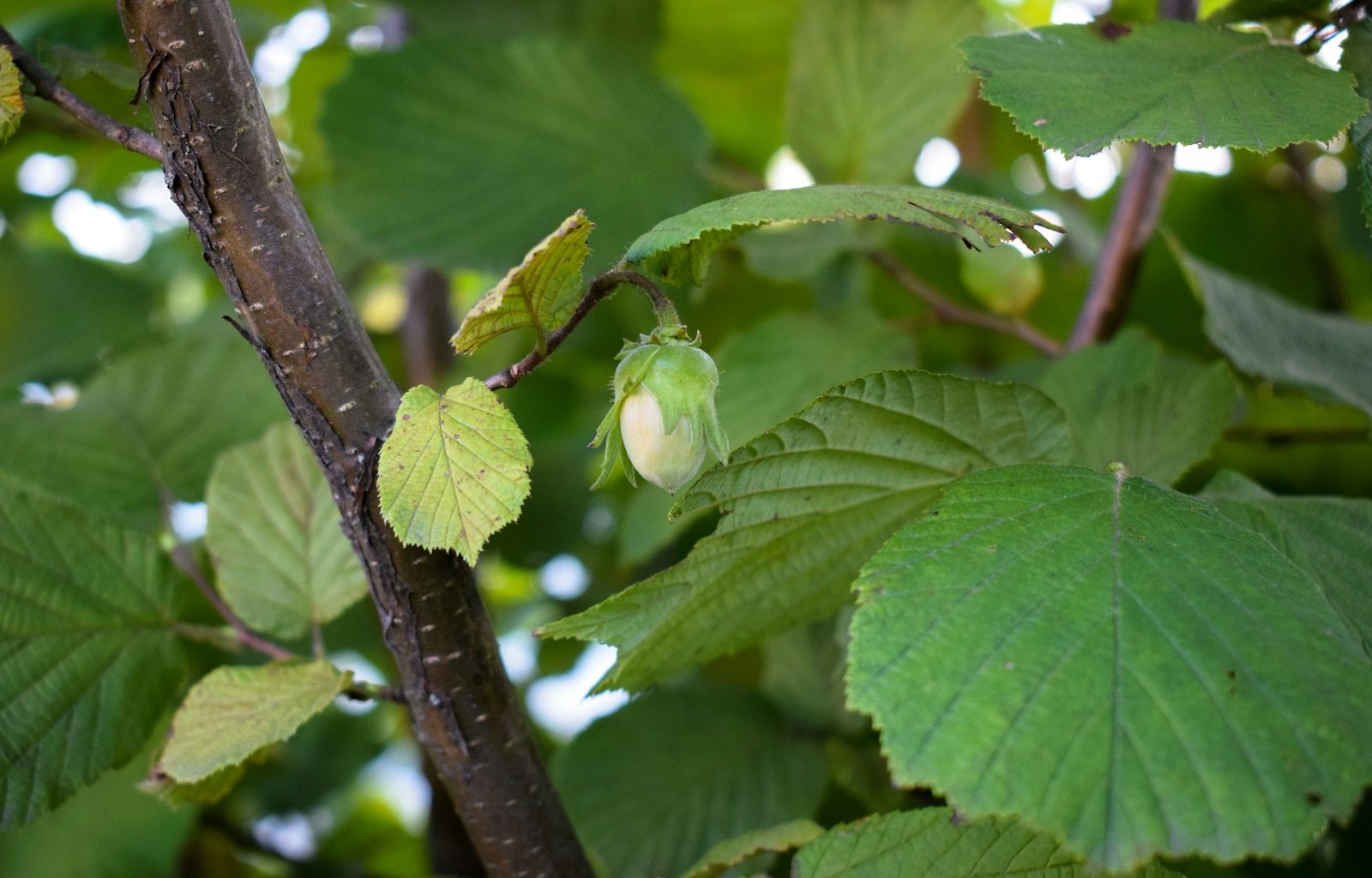 a green leafy tree with lots of green leaves