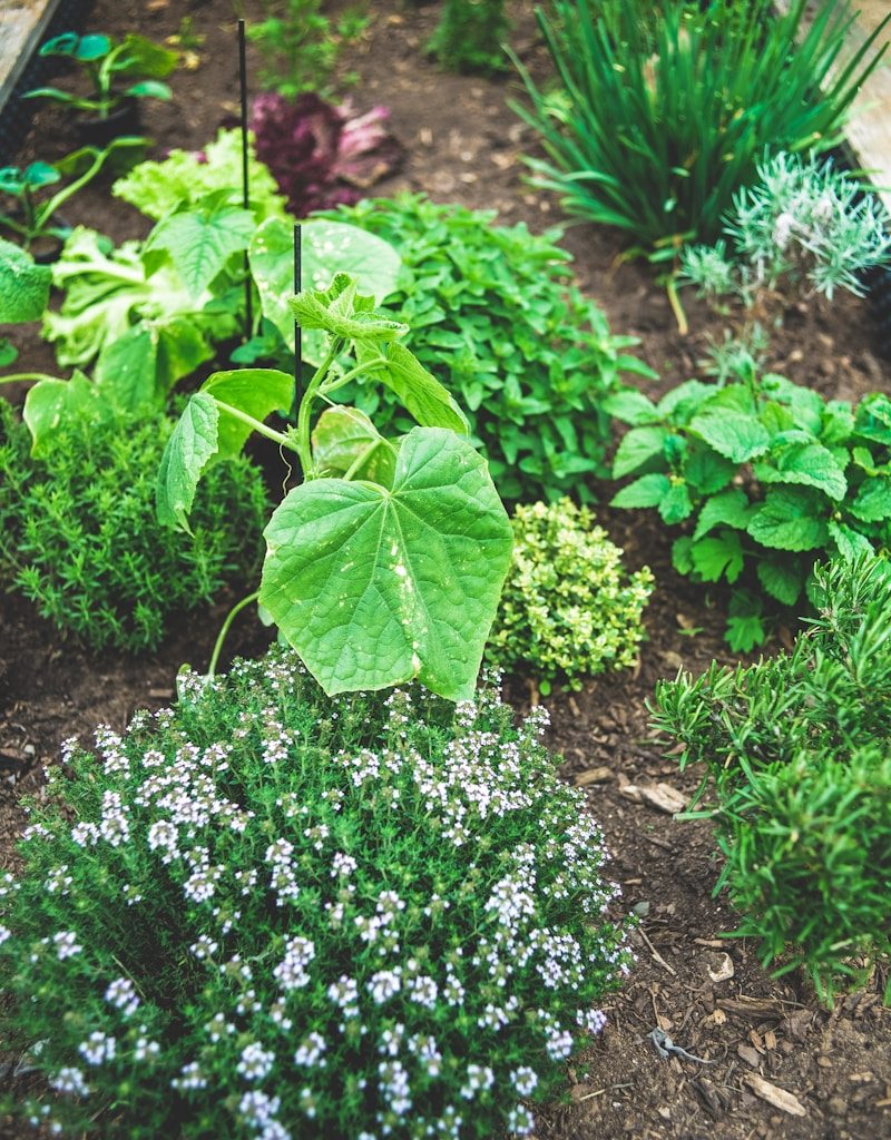 green plant with white flowers