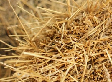 brown dried grass in close up photography