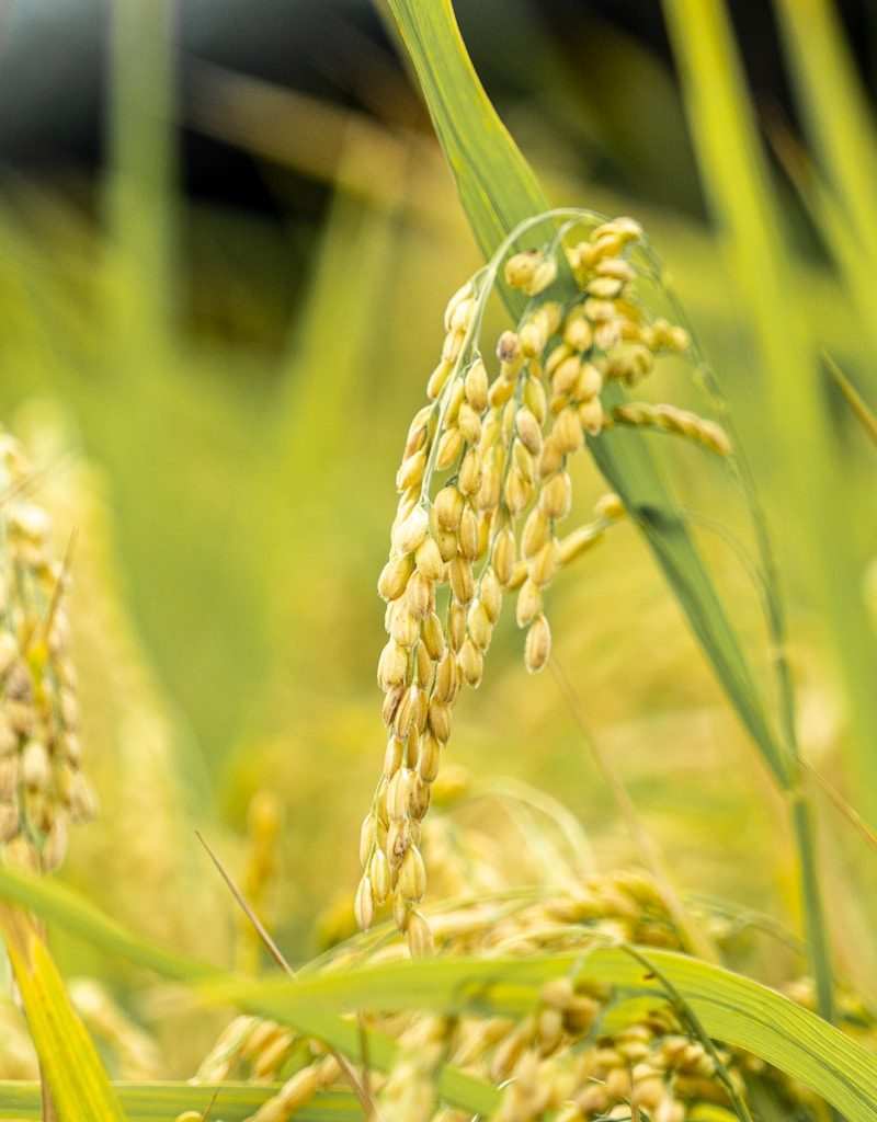 a close up of a bunch of wheat in a field