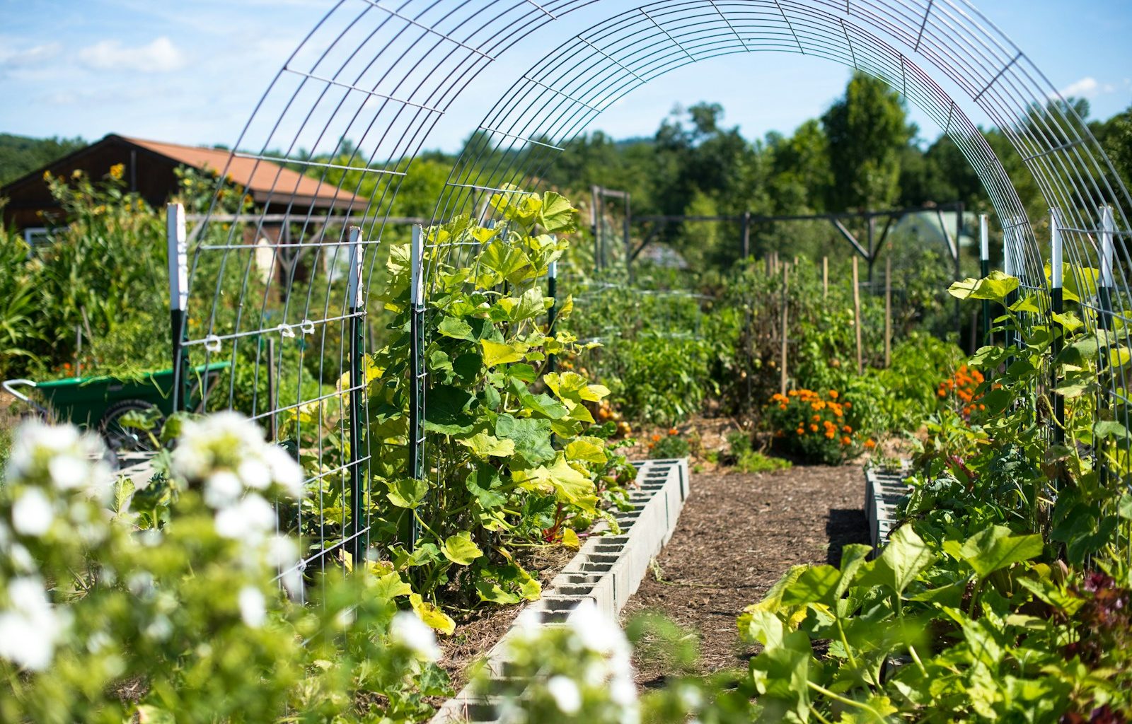 green plants on garden during daytime