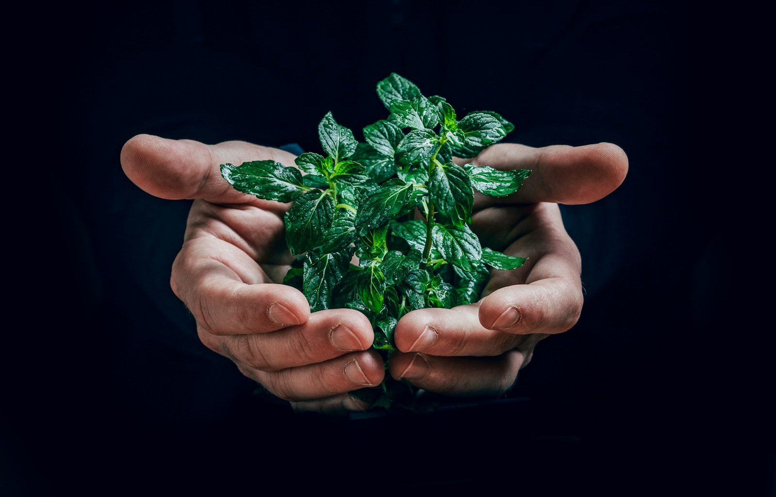 green plant on persons hand