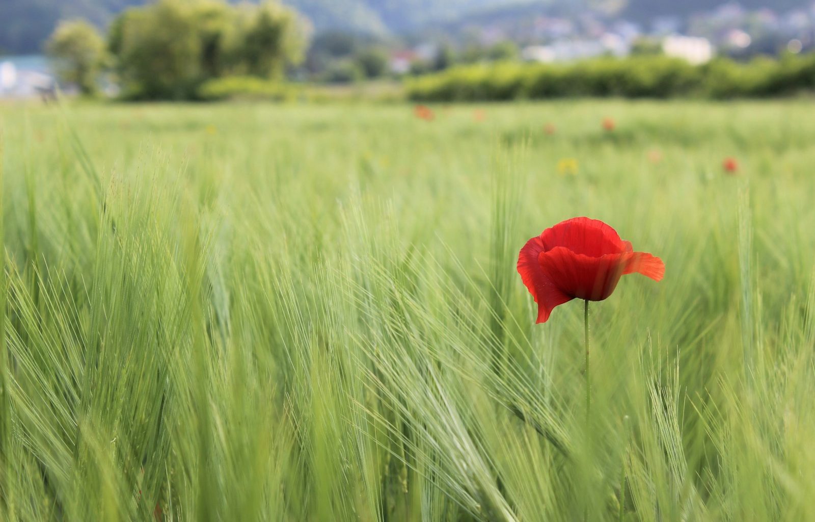 a single red flower in a green field