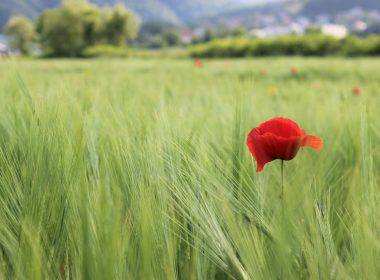 a single red flower in a green field
