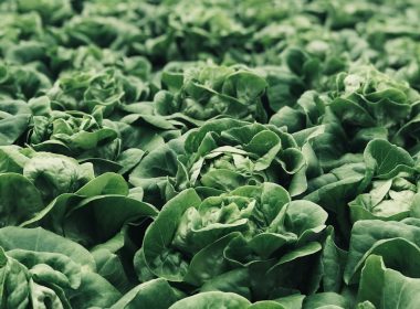 macro photography of green plants