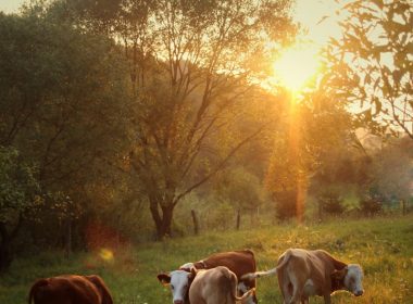 herd of cattle standing on green grass