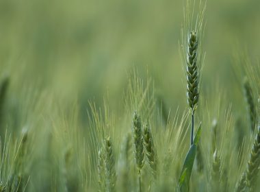 shallow focus photograph of green plants