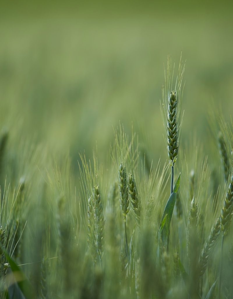 shallow focus photograph of green plants