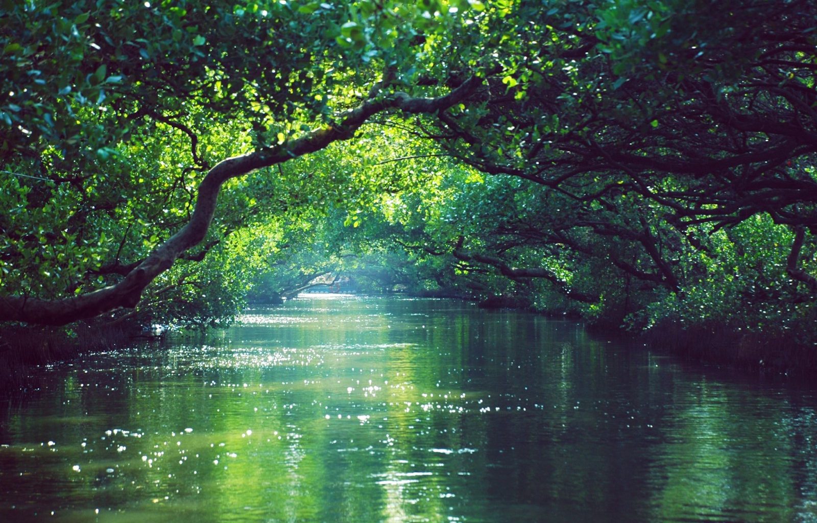green trees beside body of water during daytime