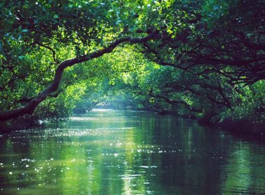 green trees beside body of water during daytime