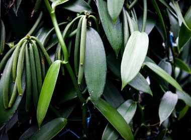 a close up of a plant