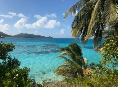 green palm tree near blue sea under blue sky during daytime