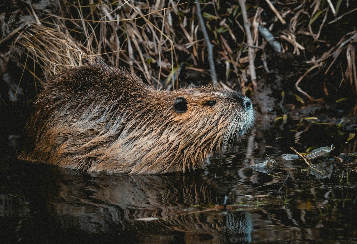 brown rodent on body of water