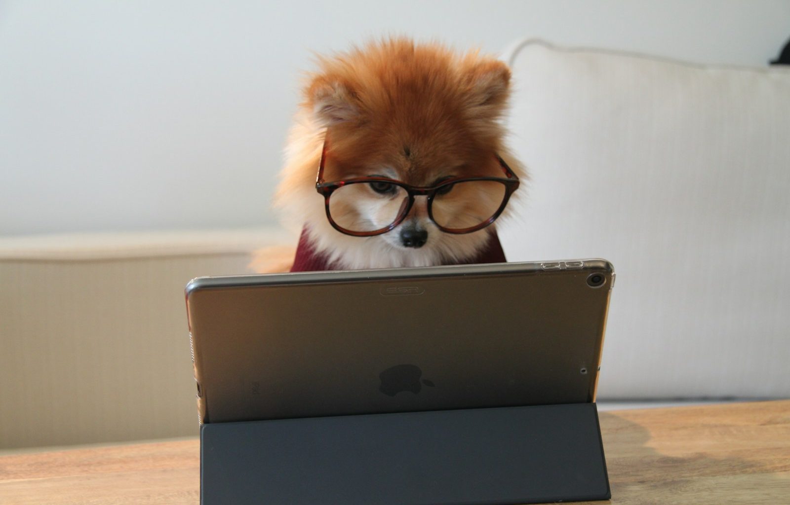 brown and white long coated small dog wearing eyeglasses on black laptop computer