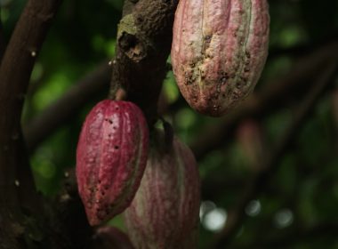 cacao fruits