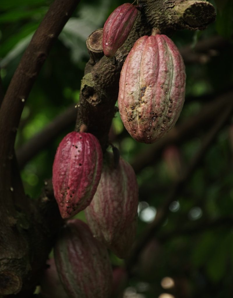 cacao fruits