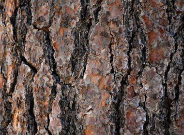 brown and black tree trunk