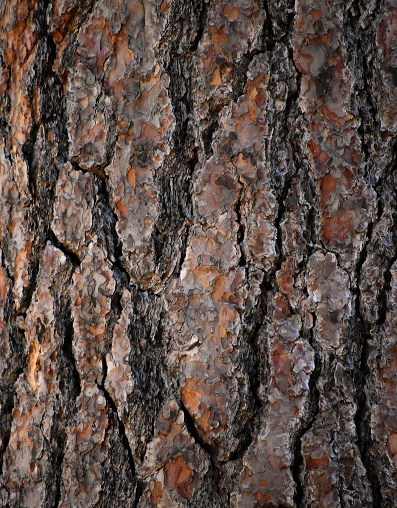brown and black tree trunk