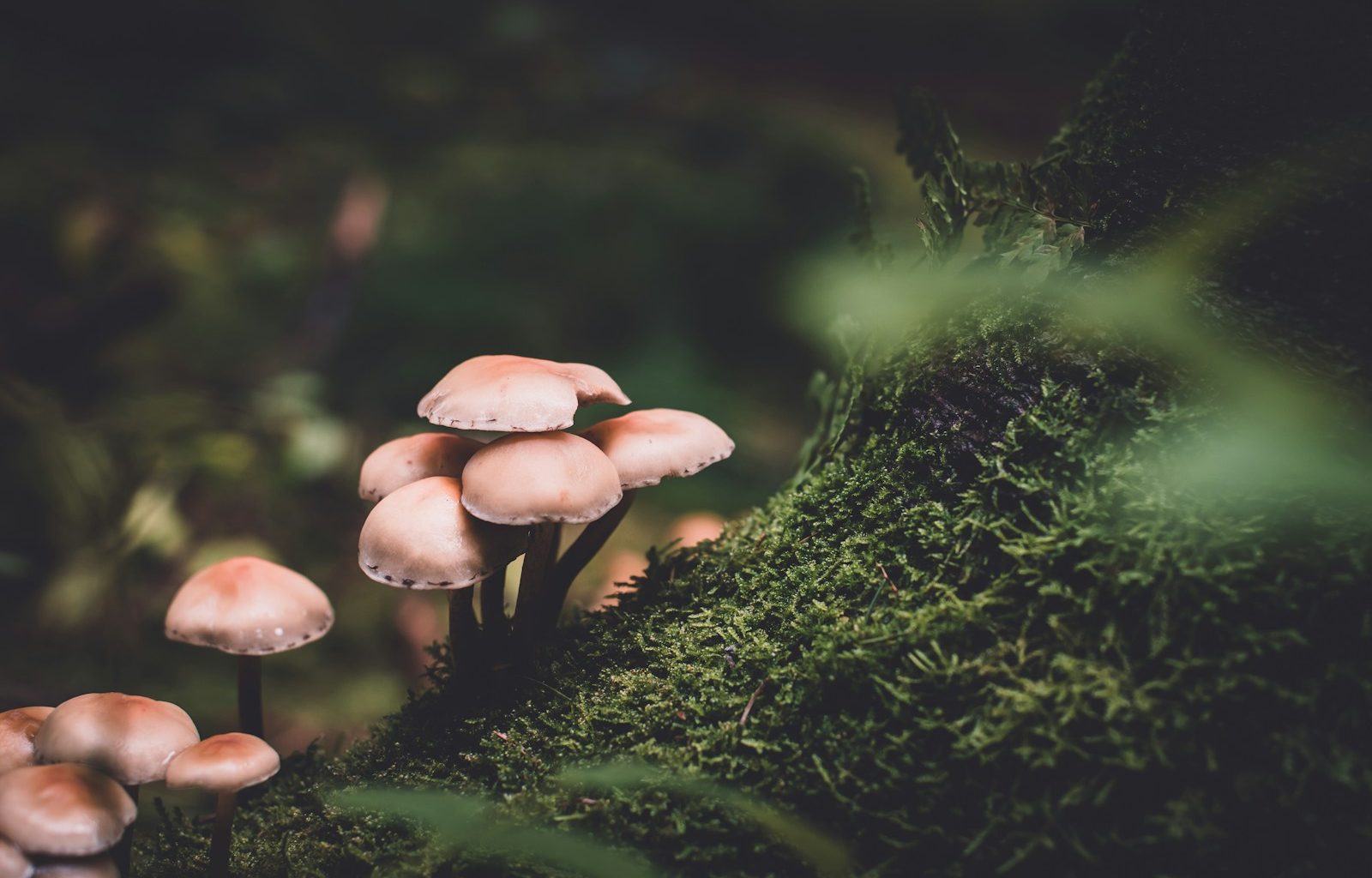 selective focus photography of pink mushrooms