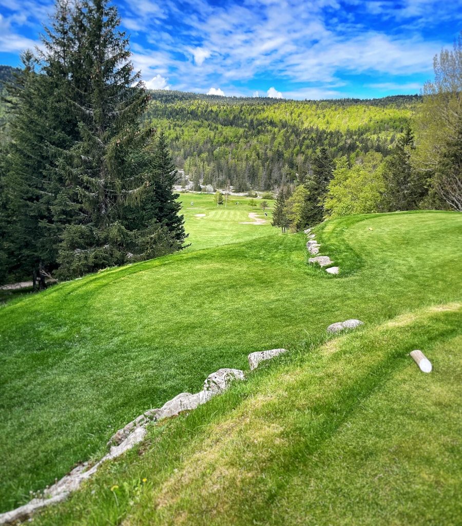 a lush green field with trees in the background