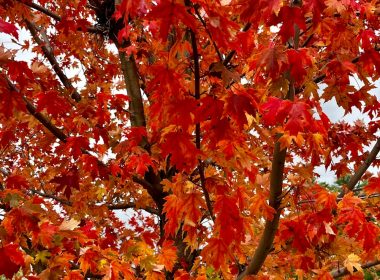 a tree with red leaves in the fall