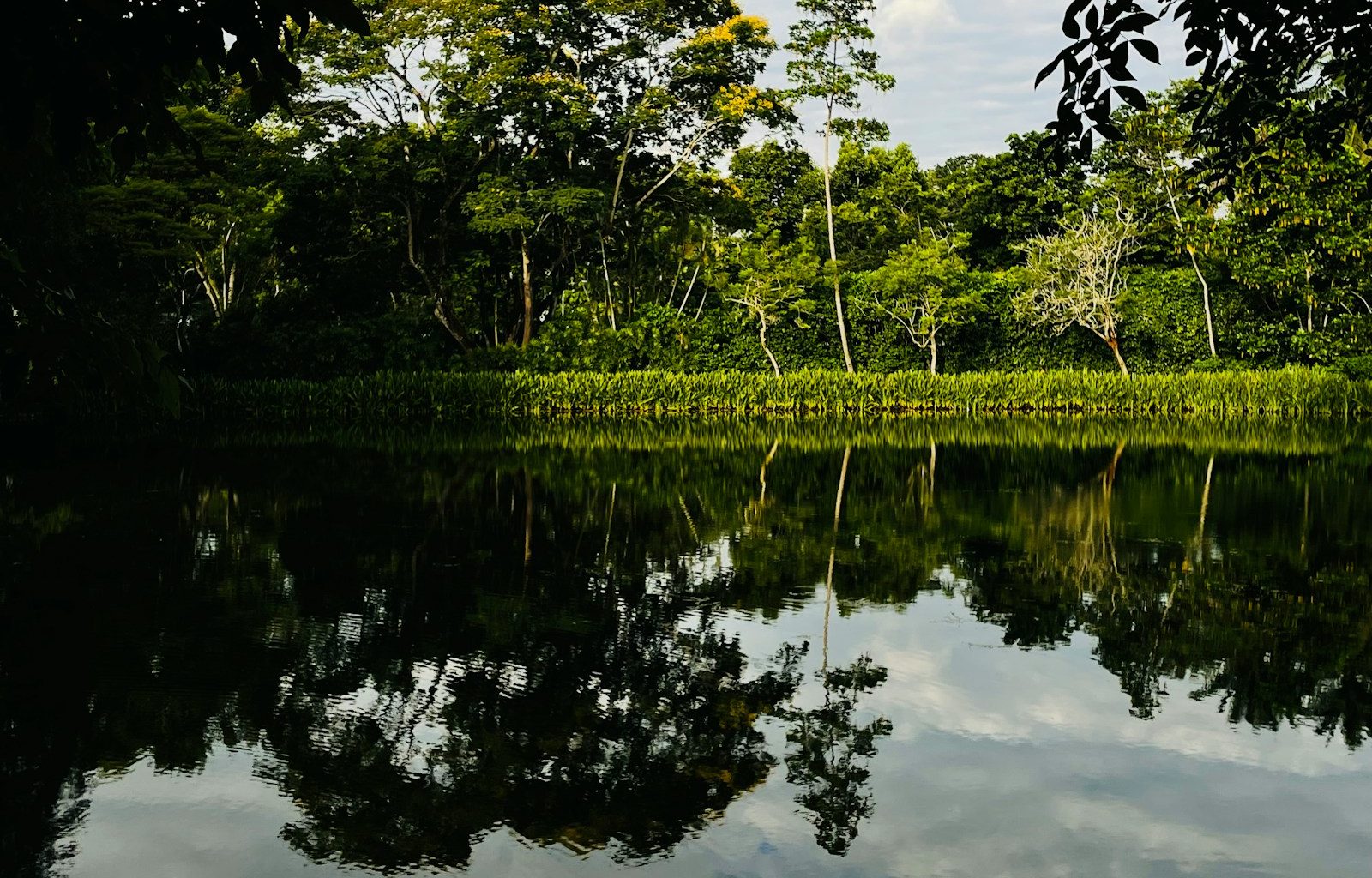a body of water with trees around it