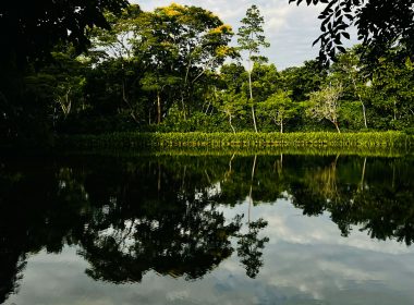 a body of water with trees around it