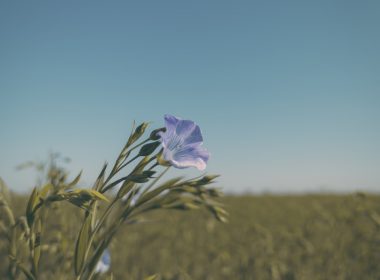 a purple flower in a field