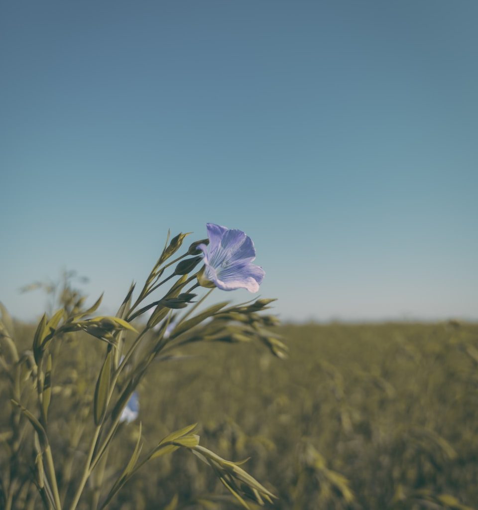 a purple flower in a field