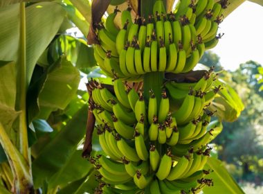 green banana fruits on tree