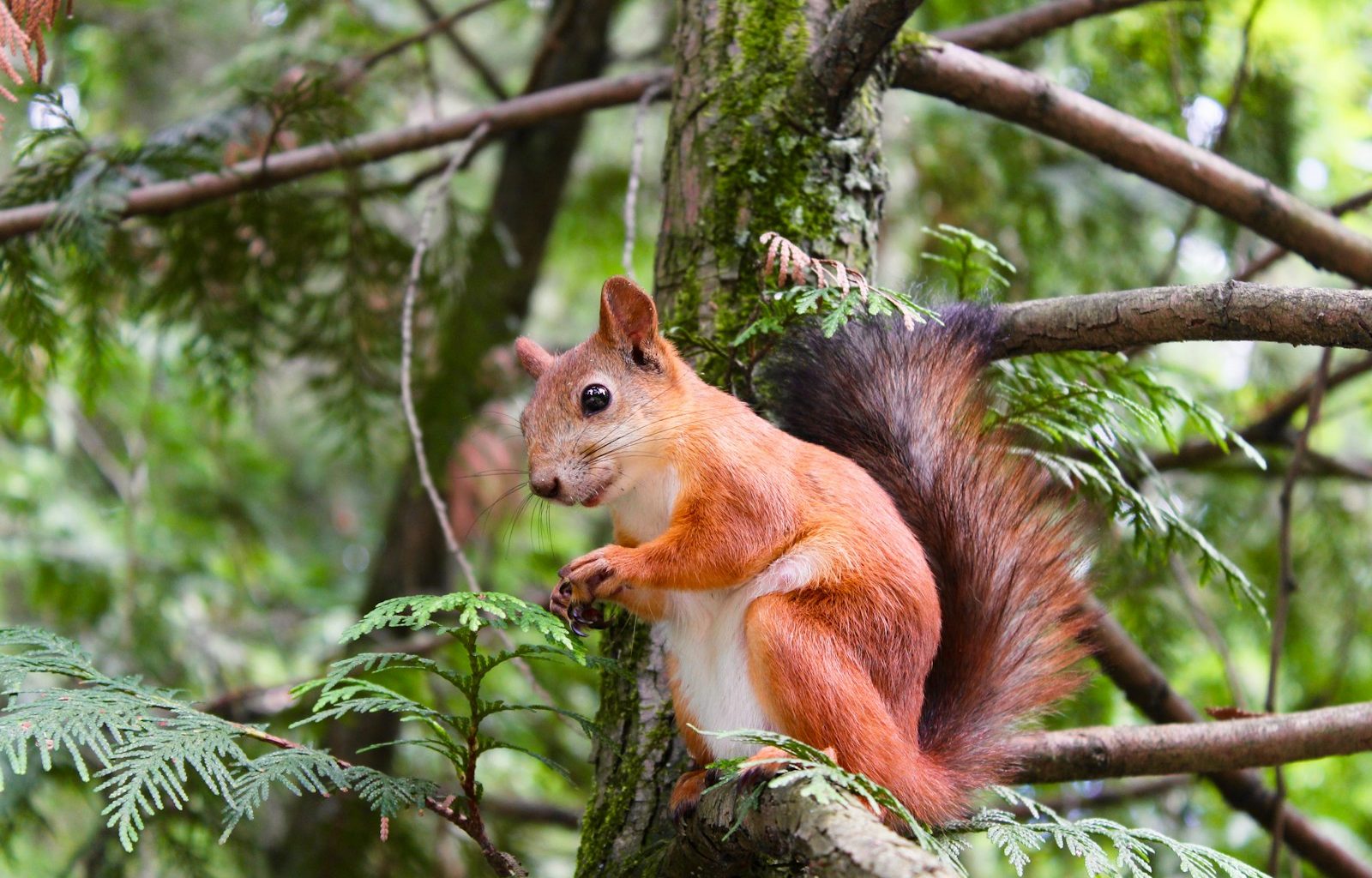 brown squirrel on tree branch at daytime