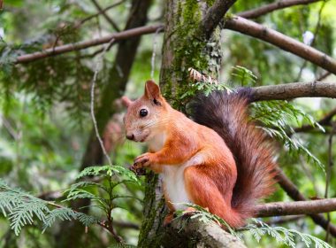brown squirrel on tree branch at daytime