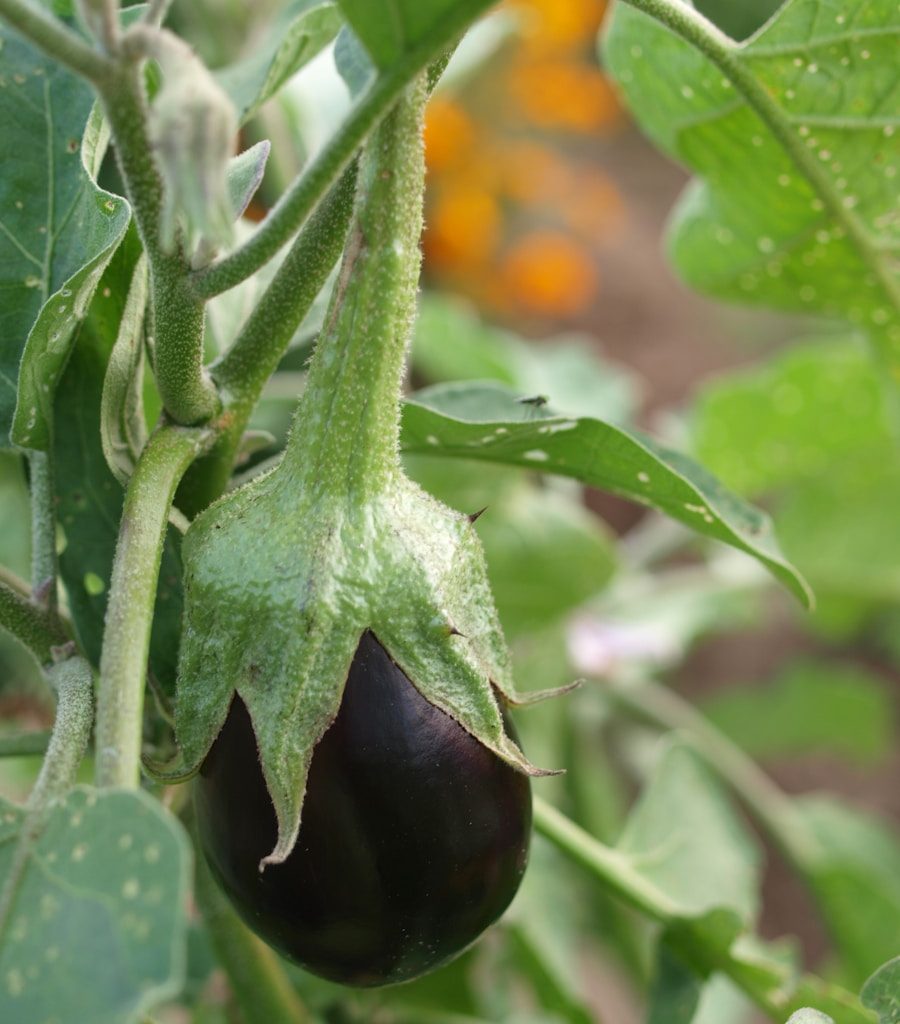 purple eggplant