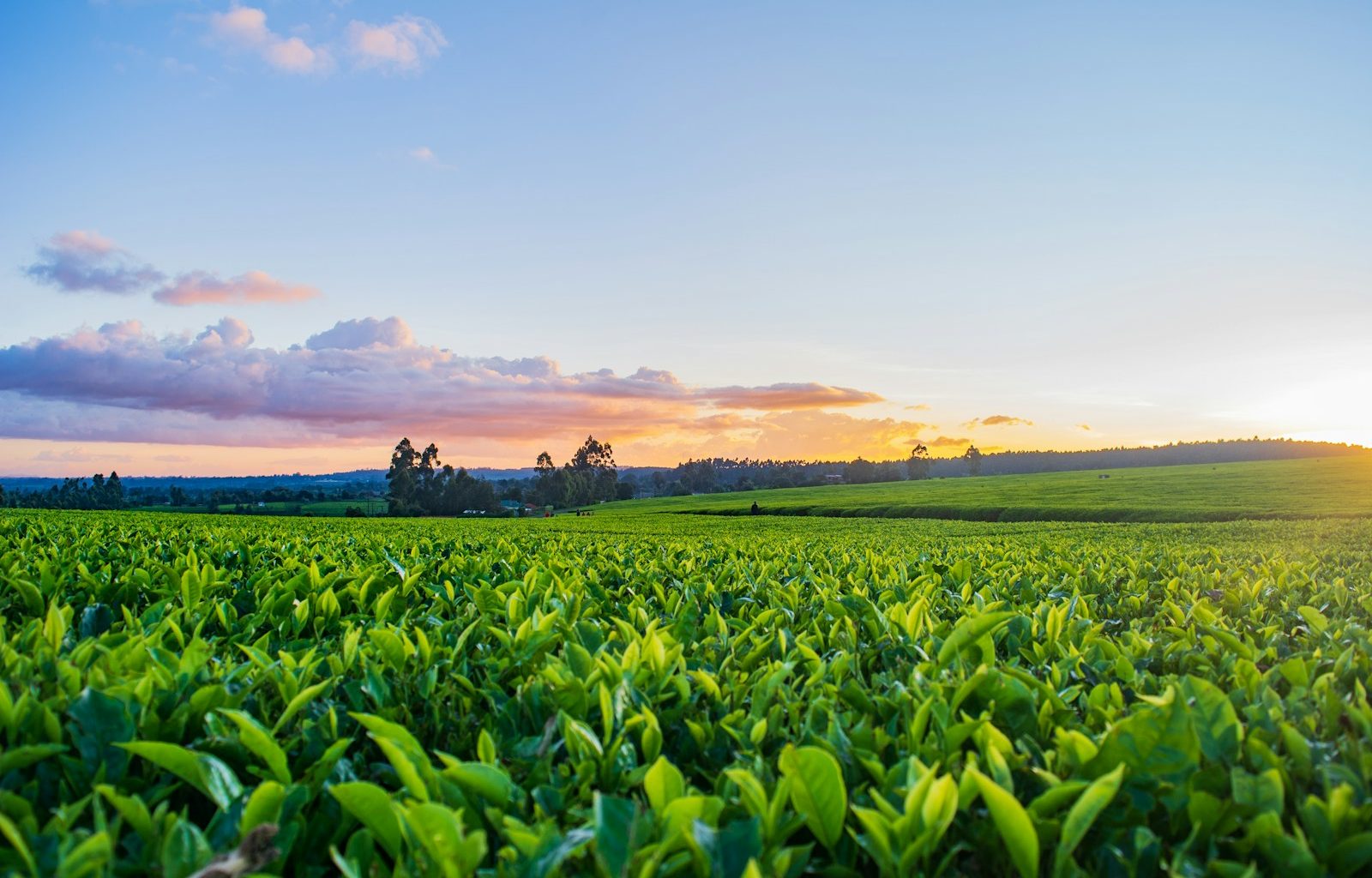 green grass field under white clouds during daytime